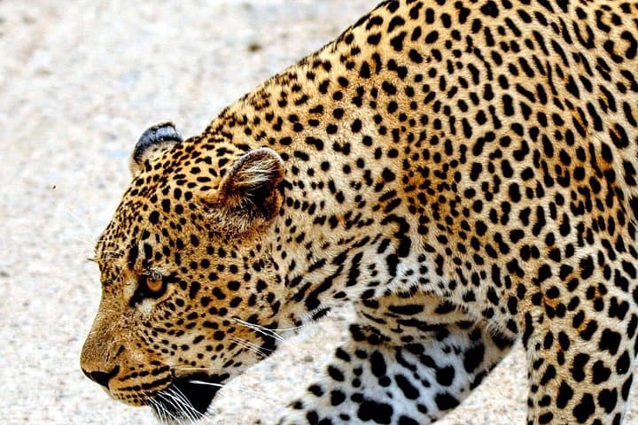 Three-Day Kruger & Blyde Canyon Safari from Nelspruit: Dawn Game Drives and Panorama Views photo 3