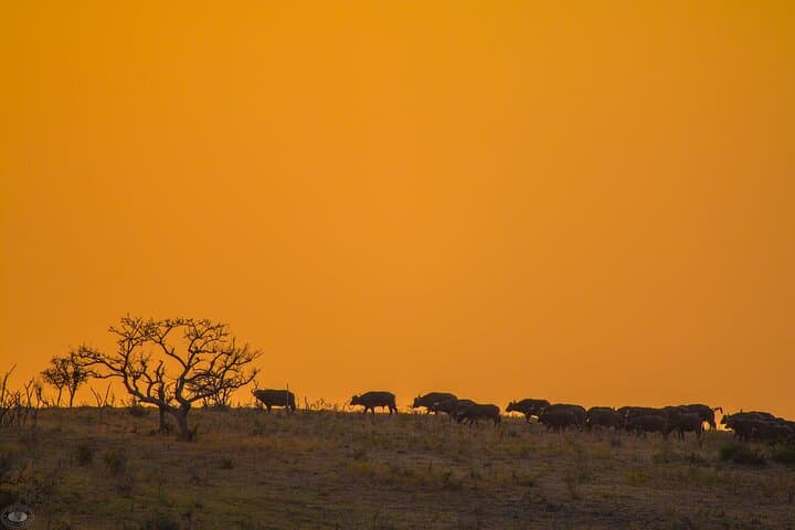 Sunset Safari in iSimangaliso: Eastern Shores Game Drive from St Lucia photo 3