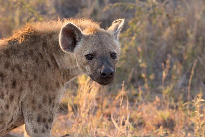 Sunset Safari in iSimangaliso: Eastern Shores Game Drive from St Lucia photo 5
