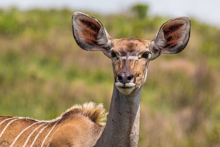 Sunset Safari in iSimangaliso: Eastern Shores Game Drive from St Lucia photo 6