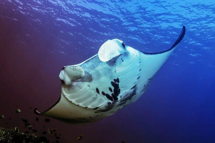Full-Day Nusa Penida Snorkeling Adventure — Manta Bay, Kelingking & Broken Beach photo 2