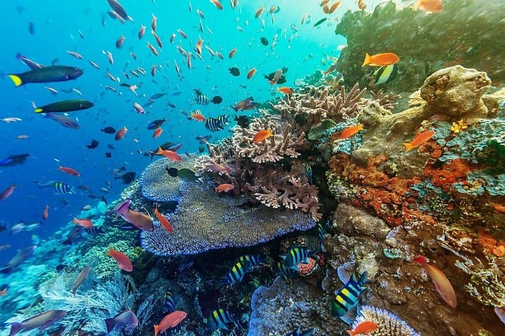 Full-Day Nusa Penida Snorkeling Adventure — Manta Bay, Kelingking & Broken Beach photo 3