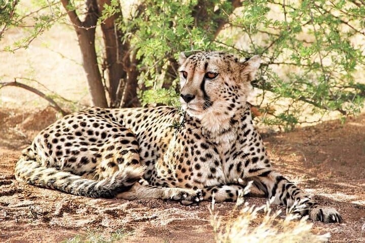 4-Day Tarangire, Serengeti & Ngorongoro Safari from Arusha photo 3