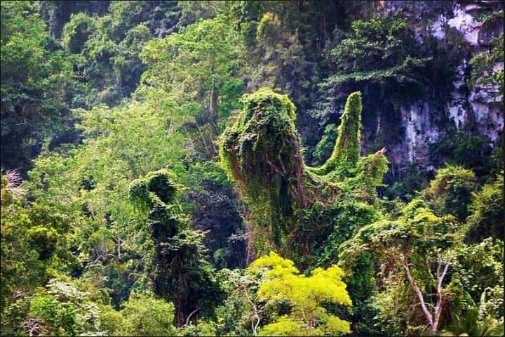 Hike and Kayak Los Haitises: Mangroves, Rainforest Springs & San Lorenzo Bay photo 2