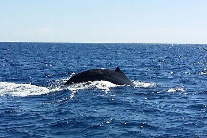 Kona Tradewind Catamaran Day Sail: Exploring Hawaii’s Coastline by Sea photo 6