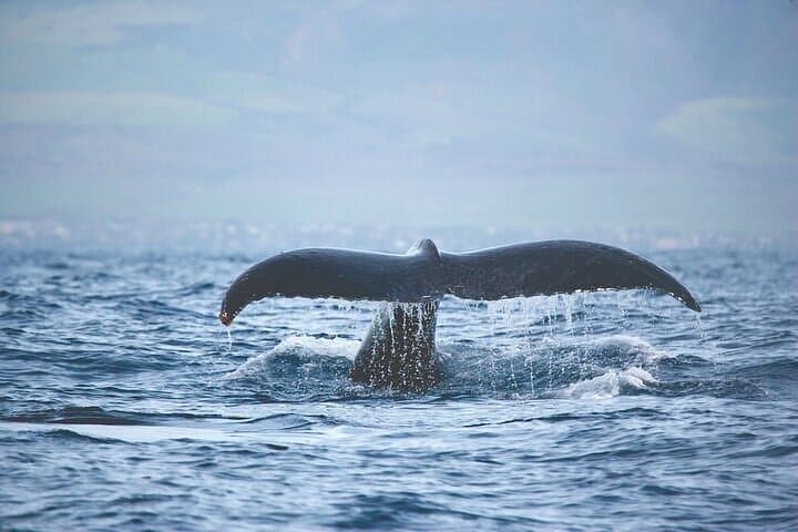 Kona Tradewind Catamaran Day Sail: Exploring Hawaii’s Coastline by Sea photo 4