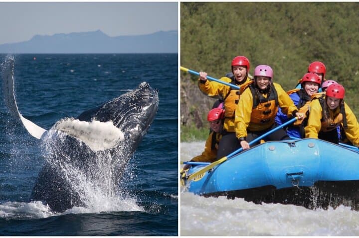 Reykjavik Whales & Hvítá White‑Water Rafting: Day Trip From Reykjavík