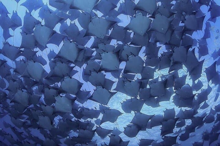 Mobula Ray Snorkel Safari in Cabo San Lucas — Swim With Super Squadrons photo 3