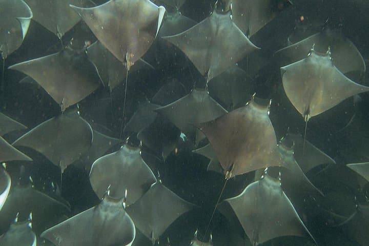 Mobula Ray Snorkel Safari in Cabo San Lucas — Swim With Super Squadrons photo 6