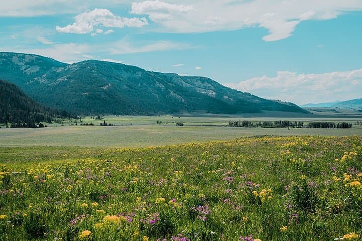 Exploring Yellowstone’s Lamar River Valley: A Day Hike into Untamed Wilderness photo 5