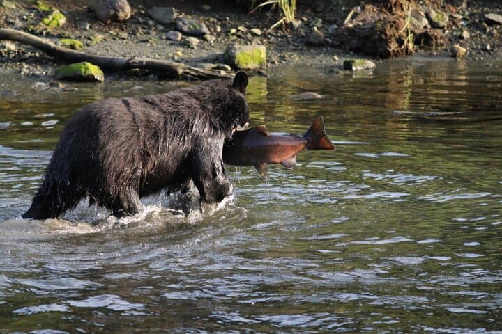 Ketchikan Black Bear Viewing: Expedition Boat Tour to Margaret Creek