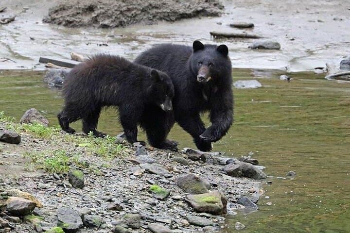 Ketchikan Black Bear Viewing: Expedition Boat Tour to Margaret Creek photo 4