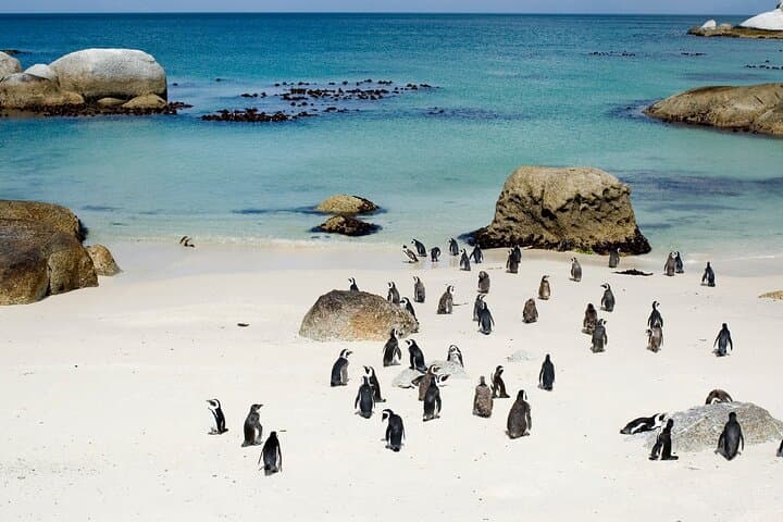 Robben Island and Table Mountain: Pre-Booked Tickets with Hotel Pickup in Cape Town photo 3