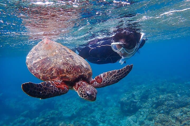 Yakushima Sea Turtle Snorkel Tour: Swim with Loggerhead & Green Turtles