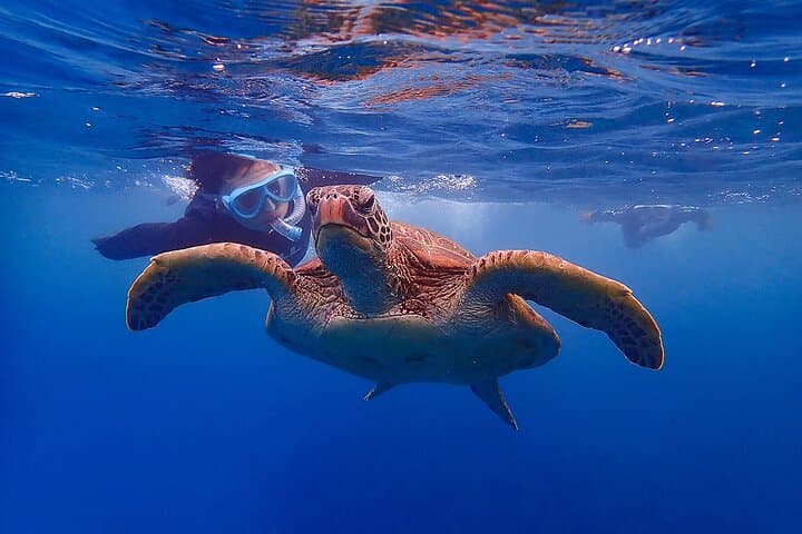 Yakushima Sea Turtle Snorkel Tour: Swim with Loggerhead & Green Turtles photo 3