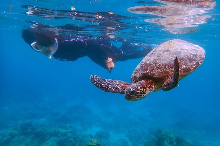Yakushima Sea Turtle Snorkel Tour: Swim with Loggerhead & Green Turtles photo 6