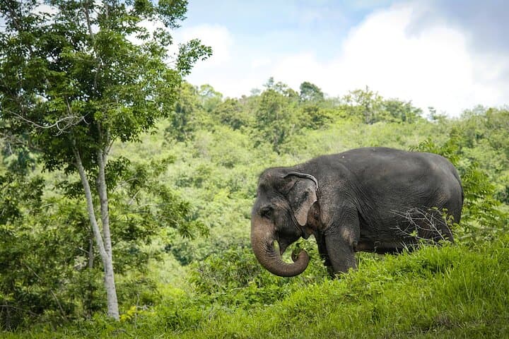Canopy Walkway & Ethical Encounters at Phuket Elephant Sanctuary photo 6