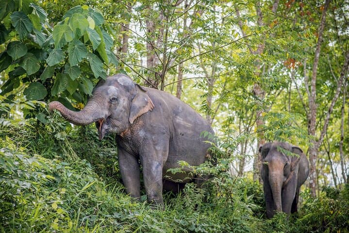Canopy Walkway & Ethical Encounters at Phuket Elephant Sanctuary photo 3