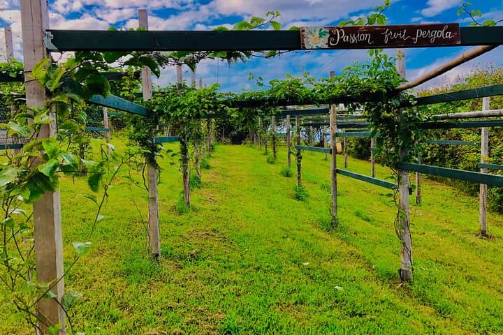 Walking Tour in Honokaa, Hawaii