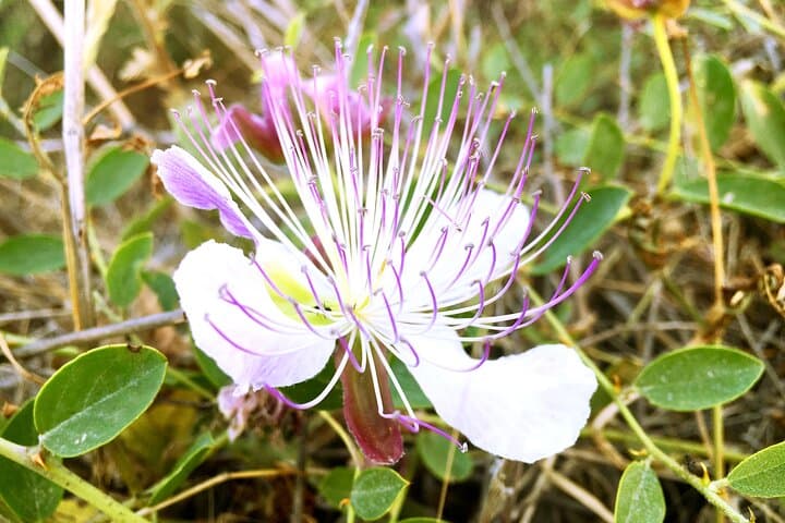 Crete Far West Adventure — Hike Imbros Gorge, Taste Cretan Herbs & Fragokastello Beach photo 4