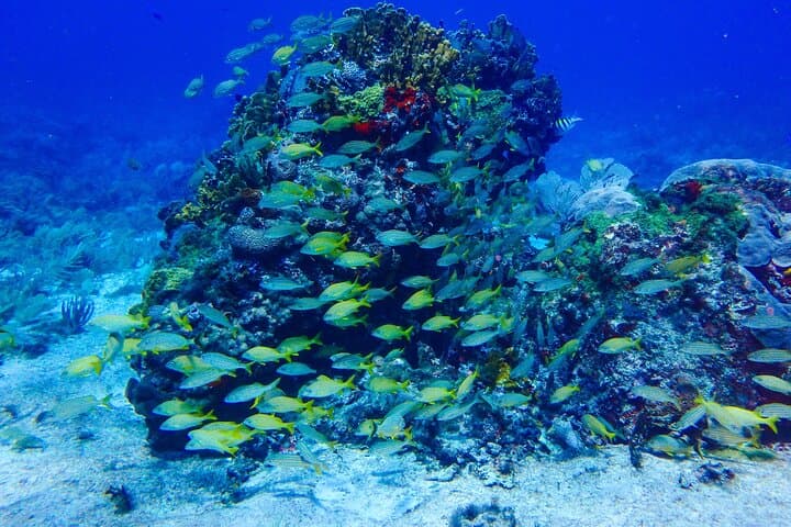 Isla Mujeres Scuba Diver Certification: 2-Day PADI Course in the National Marine Park