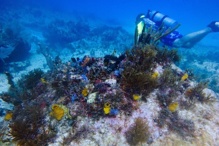Isla Mujeres Scuba Diver Certification: 2-Day PADI Course in the National Marine Park photo 3