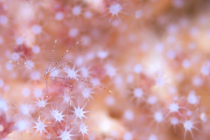 Guided Scuba Diving in Yakushima — Isso Boat Dives for Certified Divers photo 4