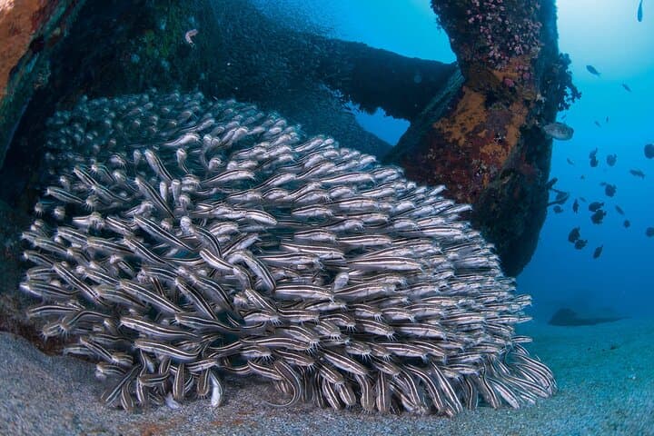 Guided Scuba Diving in Yakushima — Isso Boat Dives for Certified Divers photo 5