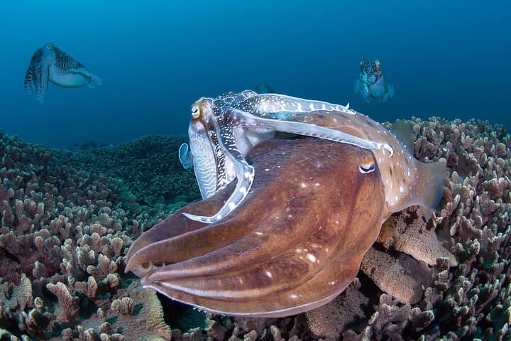 Guided Scuba Diving in Yakushima — Isso Boat Dives for Certified Divers photo 6
