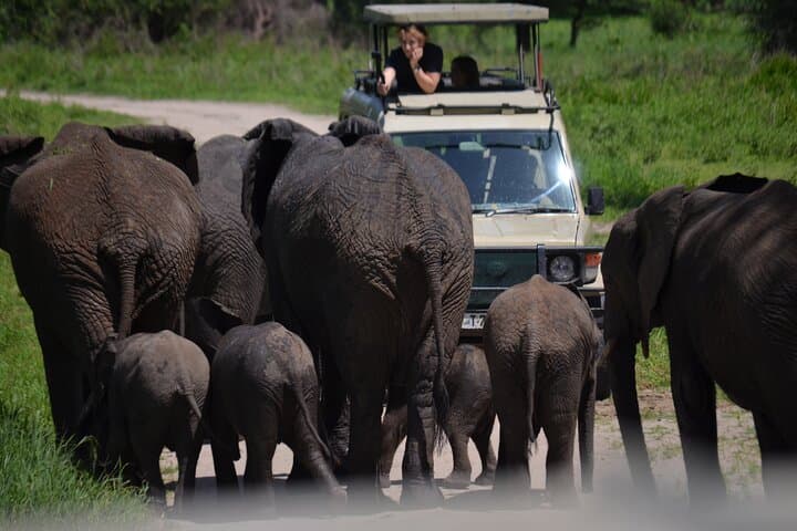 Private Day Safari to Tarangire National Park — Elephants, Baobabs & Game Drives