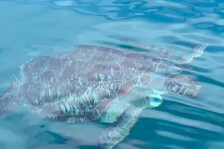 Sail to Little Bay: Half-Day Anguilla Snorkel Adventure on a Classic Rum Runner photo 4