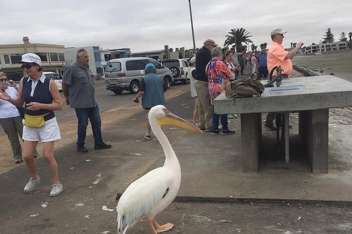 Walvis Bay Pelican Point & Dune 7: Lagoon Birding, Seal Colonies and Sandboarding