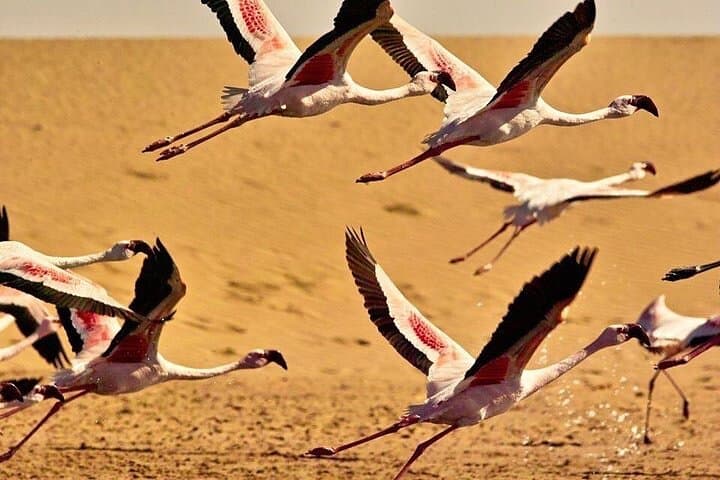 Walvis Bay Pelican Point & Dune 7: Lagoon Birding, Seal Colonies and Sandboarding photo 2