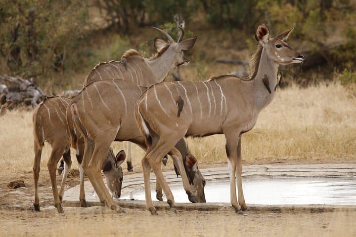 Full-Day Private Safari in Kruger National Park - Big Five Game Drive from Hazyview photo 6