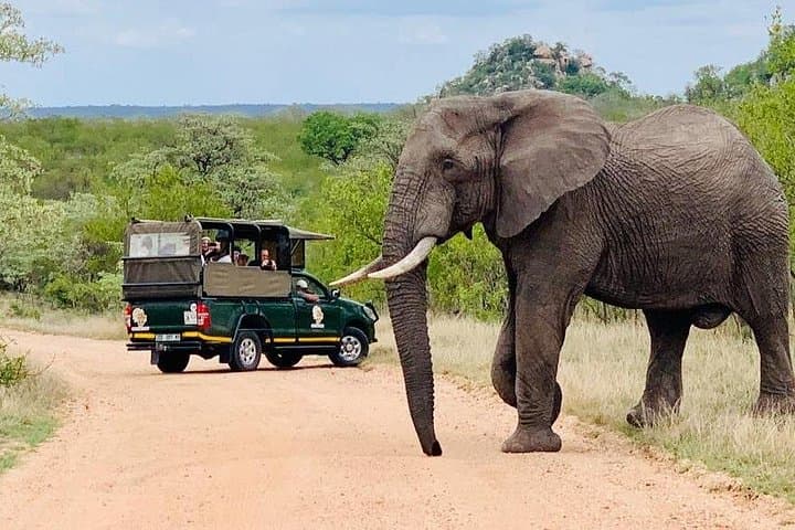 Private Afternoon Safari in Kruger National Park — Big Five, Cheetah & Wild Dogs photo 4