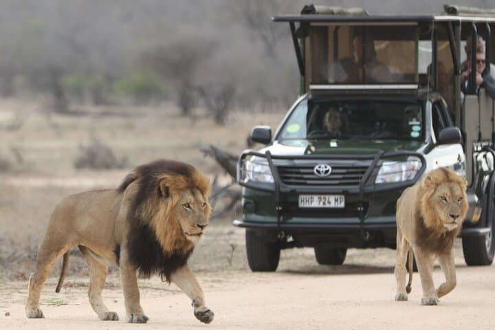 Full-Day Private Safari in Kruger National Park - Big Five Game Drive from Hazyview photo 5