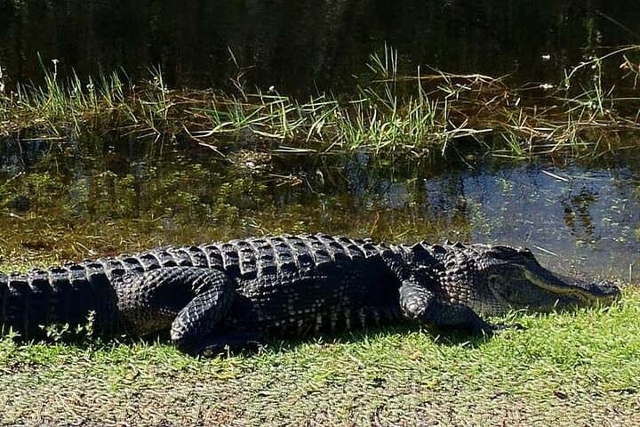 Private Everglades National Park Airboat Tour from Miami photo 3