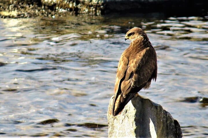 Full-Day Private Birdwatching Cruise on Lough Corrib from Oughterard photo 2