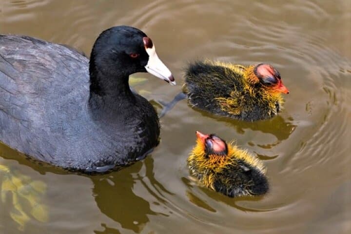 Full-Day Private Birdwatching Cruise on Lough Corrib from Oughterard