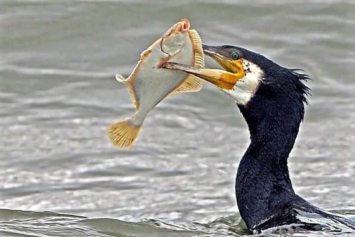 Full-Day Private Birdwatching Cruise on Lough Corrib from Oughterard photo 3