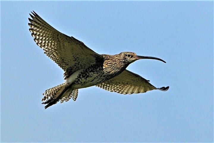 Full-Day Private Birdwatching Cruise on Lough Corrib from Oughterard photo 5