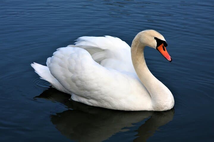 Full-Day Private Birdwatching Cruise on Lough Corrib from Oughterard photo 6