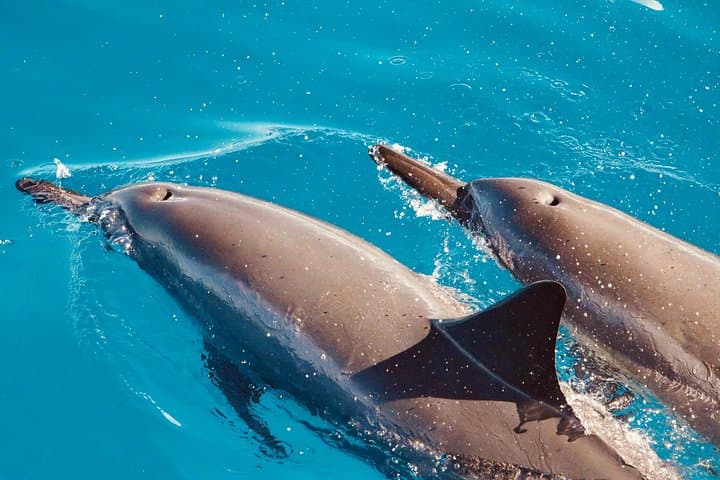 Private West Oahu Dolphin Swim Cruise — Catamaran Dolphin Watching & Snorkel photo 2
