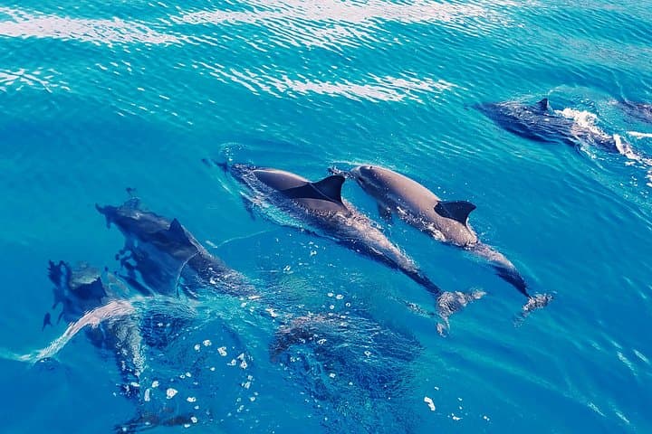 Private West Oahu Dolphin Swim Cruise — Catamaran Dolphin Watching & Snorkel photo 3