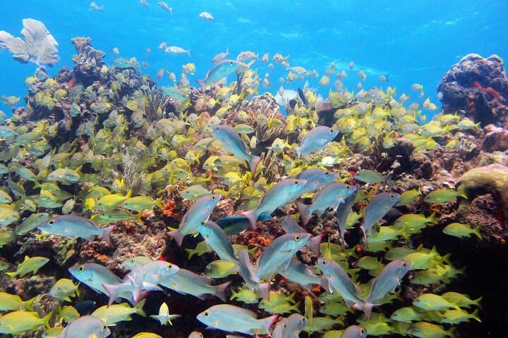 Discover Scuba at MUSA & Manchones Reef — Isla Mujeres PADI Intro Dive photo 4