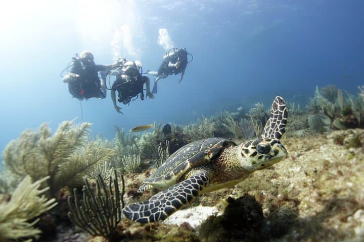 Discover Scuba at MUSA & Manchones Reef — Isla Mujeres PADI Intro Dive photo 2