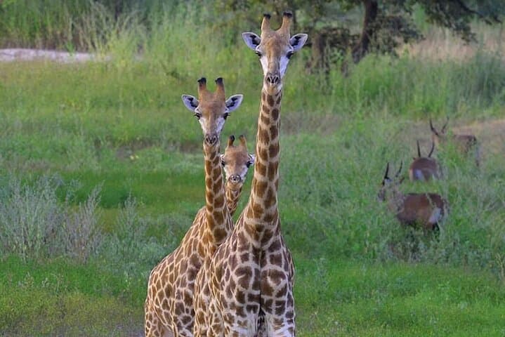 Bandia Wildlife Reserve and Pink Lake Day Tour from Dakar photo 1