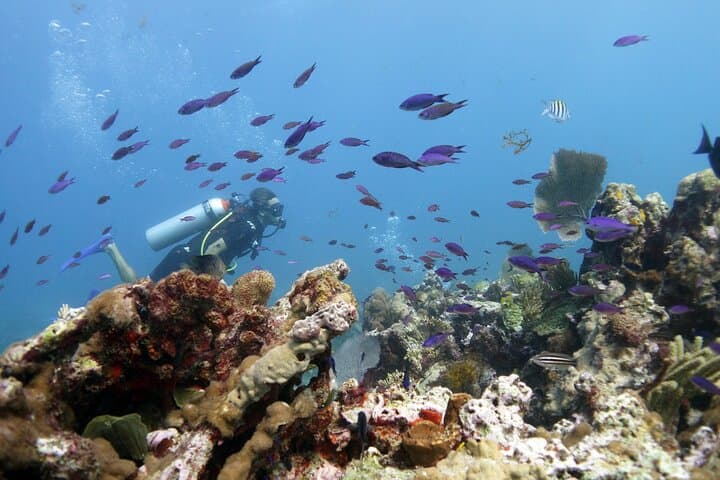 PADI Open Water Diver Course in Isla Mujeres — Certify at MUSA and Dive World-Class Reefs photo 4