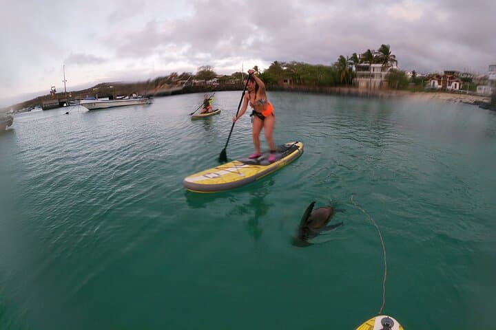 SUP in Super Bay: Paddle San Cristóbal’s Shipwreck Bay with Sea Lions photo 3