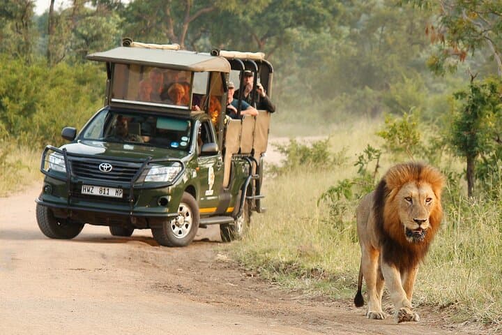 Private Afternoon Safari in Kruger National Park — Big Five, Cheetah & Wild Dogs photo 1